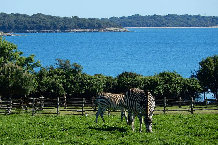 carwiz national park brijuni croatia safari