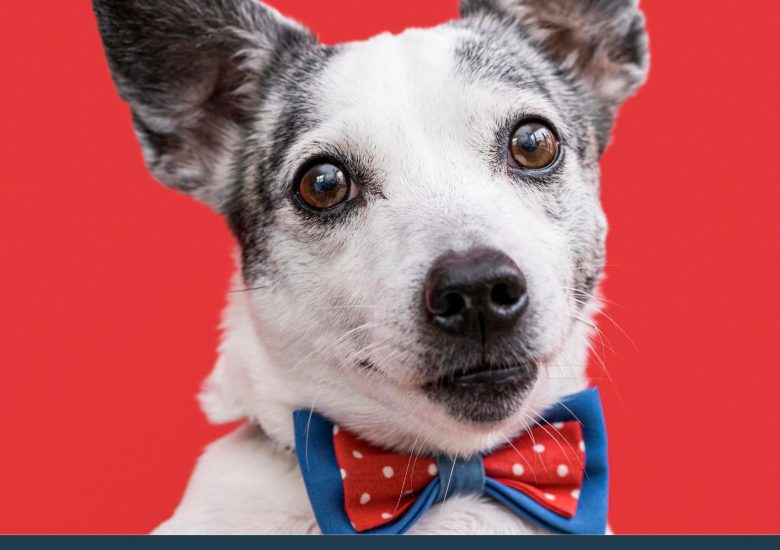 Uskoro online “Izbor za najmješanca grada Karlovca” 2025.